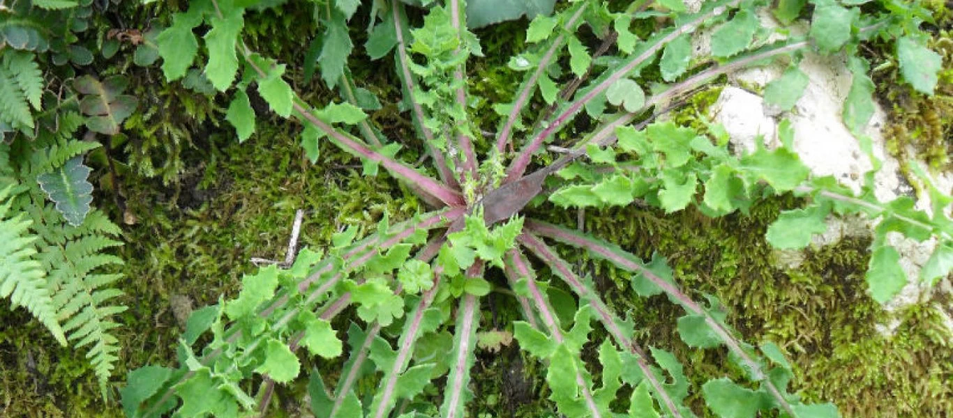 Αυτά είναι τα άγρια χόρτα που έχουν ευεργετικές ιδιότητες και βρίσκονται στην Ελλάδα (βίντεο)